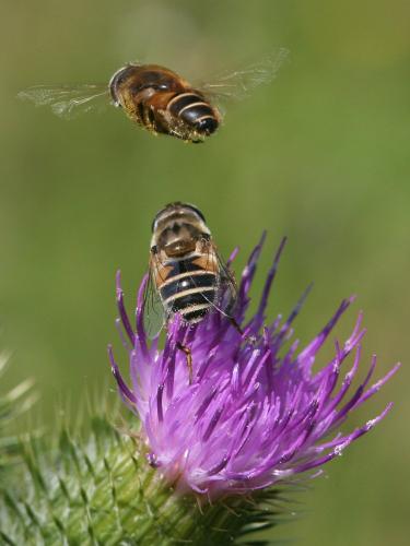Eristalis nemorum
