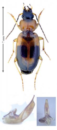 Badister lacertosus