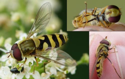 Syrphus sp.