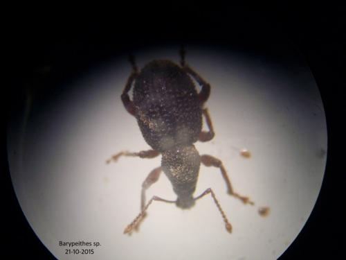 Otiorhynchus sp.