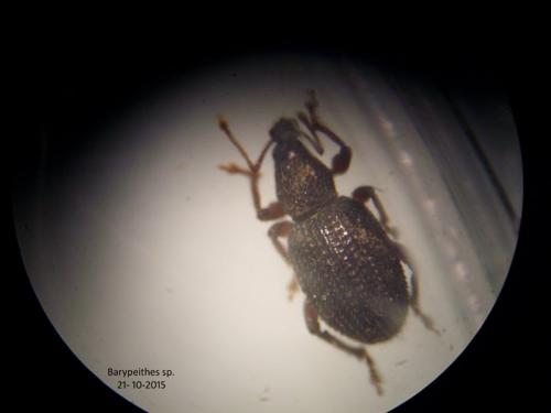 Otiorhynchus sp.