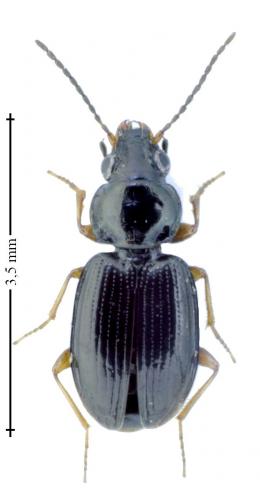 Bembidion mannerheimii