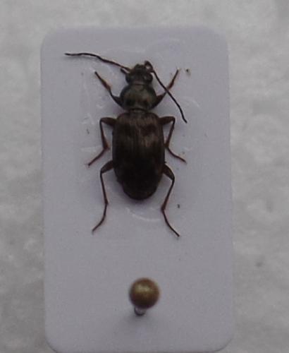 Bembidion dentellum