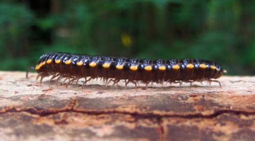Anoplodesmus sp.