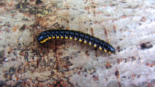 Anoplodesmus sp.