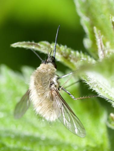 Bombylius sp.