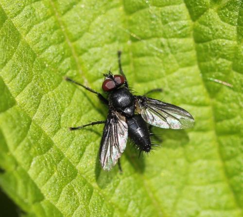 Réf. 155 929 : Nyctia halterata