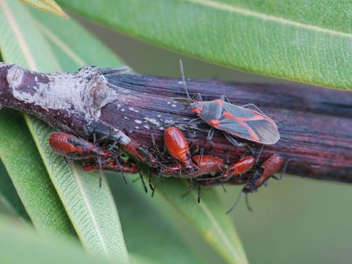 Réf. 155 528 : Caenocoris nerii