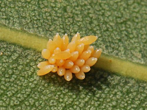 Réf. 155 815 : Caenocoris nerii