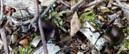 Réf. 155 895 : Calosoma inquisitor