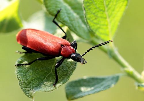 Réf. 155 385 : Pyrochroa coccinea