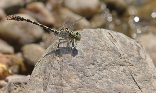 Réf. 155 239 : Onychogomphus forcipatus