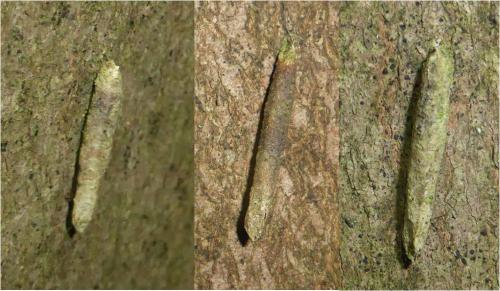 Taleporia tubulosa