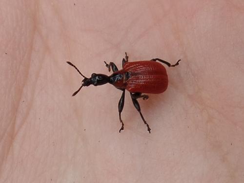 Apoderus coryli
