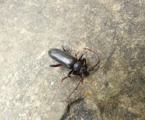 Saphanus piceus