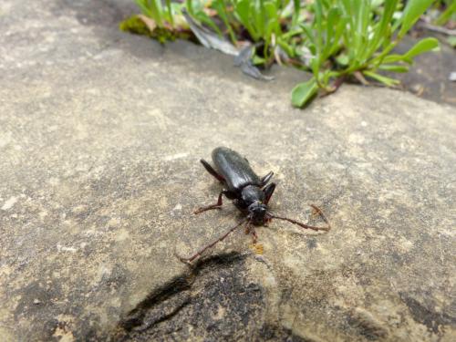 Saphanus piceus