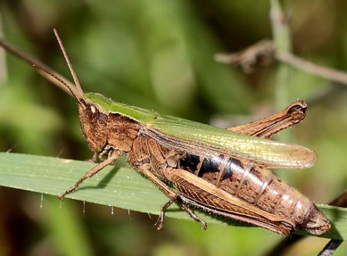 Réf. 155 388 : Chorthippus dorsatus dorsatus