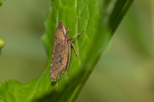 Aphrodes sp.