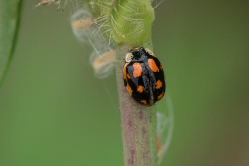 Adalia decempunctata