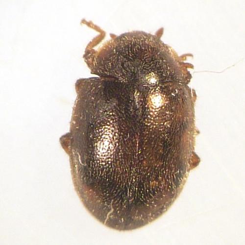 Réf. 155 058 : Rhyzobius chrysomeloides