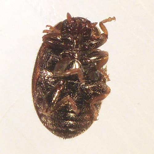 Réf. 155 059 : Rhyzobius chrysomeloides