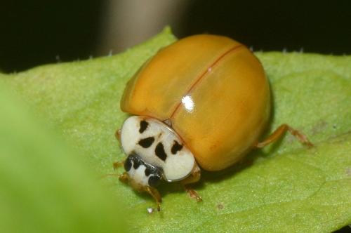 Harmonia axyridis