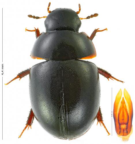 Coelostoma orbiculare