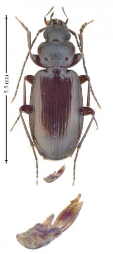 Badister dilatatus
