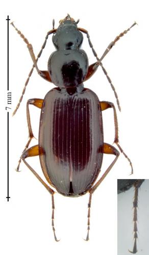 Réf. 155 445 : Agonum thoreyi
