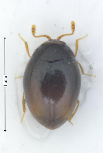 Ephistemus sp.