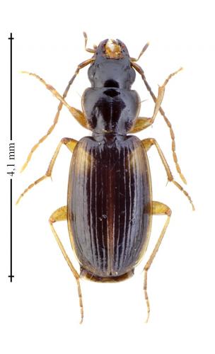 Badister sodalis