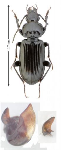 Pterostichus nigrita