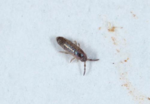 Lepidocyrtus curvicollis