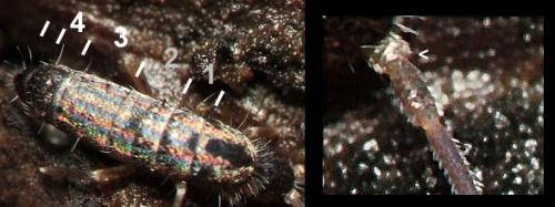 Tomocerus minor