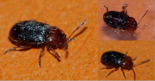 Derocrepis rufipes