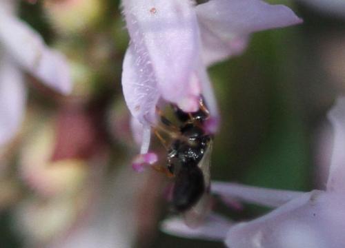 Spilomena sp.