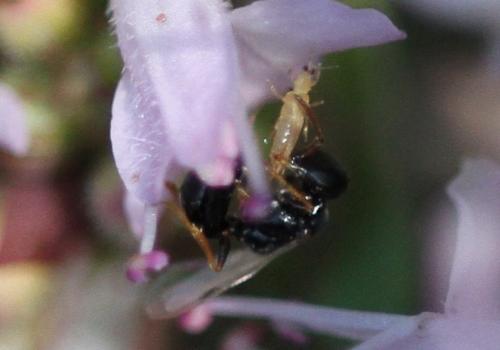 Réf. 155 273 : Spilomena sp.