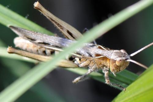 Réf. 155 649 : Chorthippus sp.