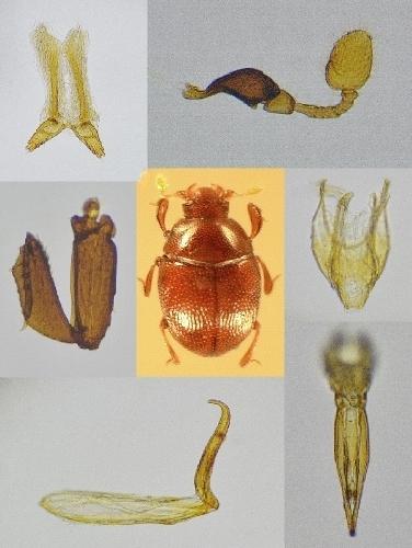 Réf. 155 966 : Bacanius punctiformis