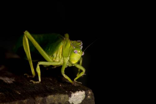 Steirodon sp.