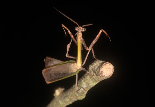 Vates lobata