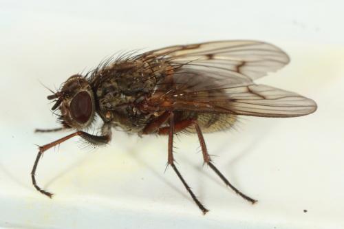 Phaonia tuguriorum