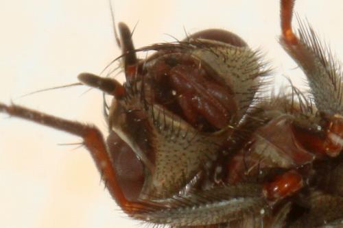 Phaonia tuguriorum