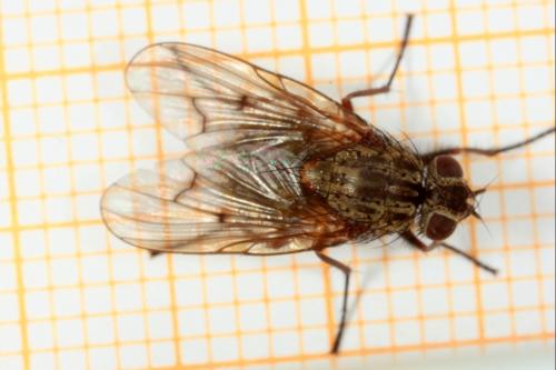 Phaonia tuguriorum