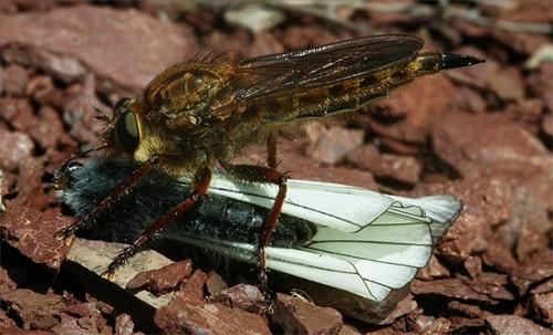 Tolmerus atricapillus