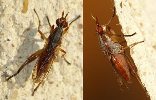 Dichetophora obliterata