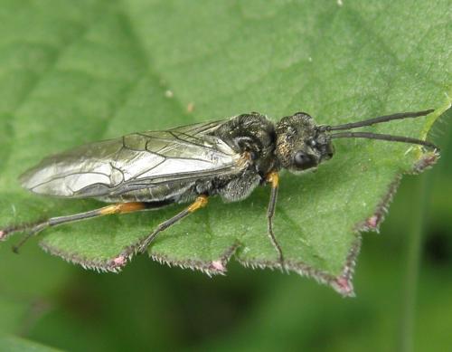 Réf. 155 873 : Dolerus (gonager-puncticollis)