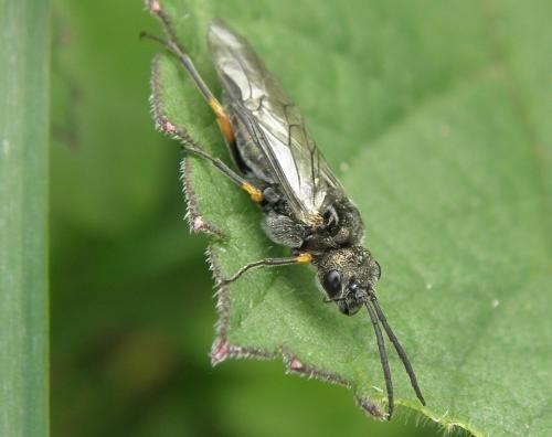 Réf. 155 874 : Dolerus (gonager-puncticollis)