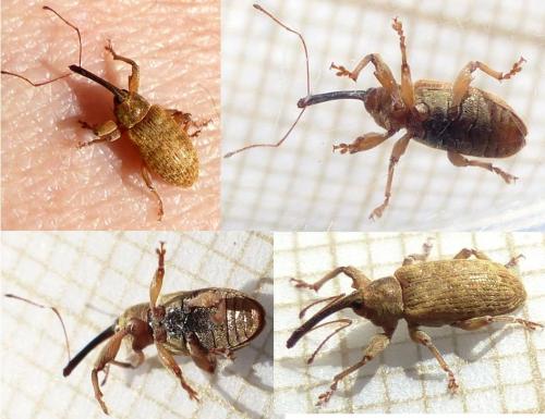 Réf. 155 773 : Dorytomus filirostris