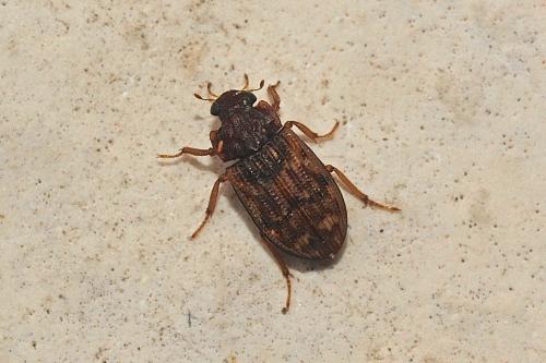 Helophorus sp.